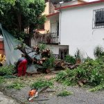 Deja Rick en Acapulco bardas colapsadas y árboles caídos en las últimas 12 horas