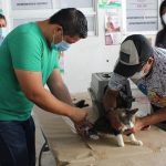 Continúa Gobierno de Acapulco con campaña de esterilización de perros y gatos