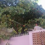 Atiende Servicios Públicos Municipales petición de poda de árboles en la Carabalí