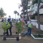 Realiza Áreas Verdes reforestación y mantenimiento en acceso a playa