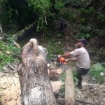 Atiende Áreas Verdes reportes de árboles caídos por “Celia”