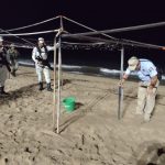 Recolecta Policía Turística más de tres mil 500 huevos de tortuga golfina durante una semana