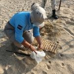 Durante la última semana de septiembre, la Policía Turística recolectó más de dos mil 300 huevos de tortuga en las playas de la Bahía