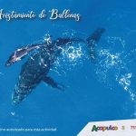Acapulco, destino autorizado para el avistamiento de ballenas