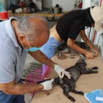 Continua el Gobierno de Abelina López Rodríguez Jornada de esterilización, vacunación y desparasitación de perros y gatos