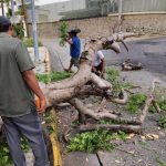 Retira Gobierno de Abelina árboles colapsados en Costera Vieja