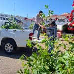 Recibe Gobierno de Acapulco los primeros 3 mil árboles para reforestar la ciudad.