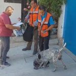 Rescata Gobierno de Acapulco a perro maltratado.