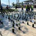 Recibe Gobierno Municipal 250 árboles en donación para la reforestación de Acapulco.