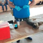 Realiza Gobierno de Acapulco Jornada de Esterilización de Mascotas en El Bejuco.