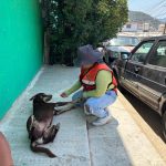 Atiende Gobierno Municipal denuncia por mortandad masiva de perros en colonia Primero de Mayo.