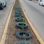 Reforesta Gobierno de Abelina López Rodríguez calzada Pie de la Cuesta.