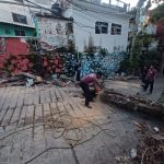 Atiende Gobierno de Abelina López Rodríguez caída de árbol en colonia Centro