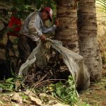Mantiene Gobierno de Abelina López Rodríguez limpieza en canales pluviales