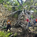 Atiende Gobierno de Abelina López Rodríguez la caída de nueve árboles