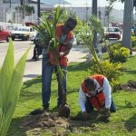 Siembra Gobierno Municipal 300 palmas en avenida Cuauhtémoc