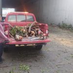Retira Protección Civil Acapulco árbol caído en el paso a desnivel de la Y Griega