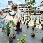 Dona Gobierno de Acapulco 300 árboles para recuperar la vegetación urbana