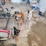 Actúa Ecología y rescata caninos en riesgo por maltrato en Acapulco