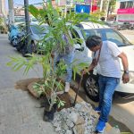 Reverdece la avenida Ejido con 600 nuevos árboles en Acapulco