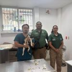 Atiende Gobierno de Acapulco caso de maltrato a un gato en la colonia Centro