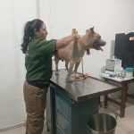 Rescata Policía Ambiental a canino abandonado en la avenida Insurgentes