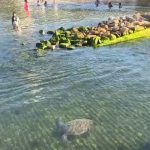 Refuerza SSP Acapulco acciones preventivas y de protección a tortuga marina en Playa Manzanillo