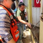 Atiende Ecología denuncia por maltrato animal en la colonia Adolfo López Mateos