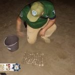 Resguarda SSP Acapulco más de 262 huevos de tortuga en operativos de protección a la fauna marina en Acapulco
