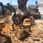 Retira Gobierno Municipal árbol seco en mercado de La Laja